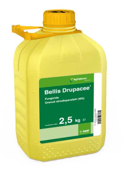 Bellis Drupacee x kg.2,5