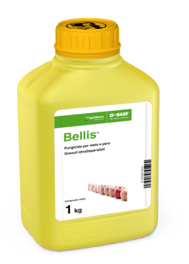 Bellis x kg.1