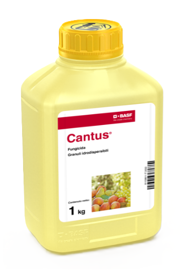 Cantus x kg.1