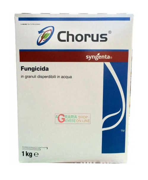 Chorus x kg.1